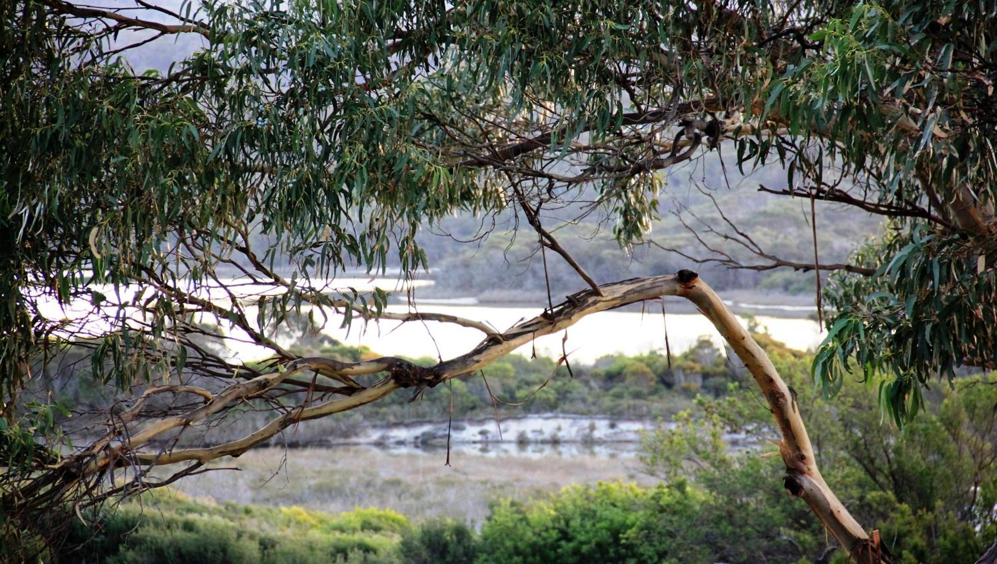 Kingfisher Cottage Beachfront At The Binalong Bay Exterior foto